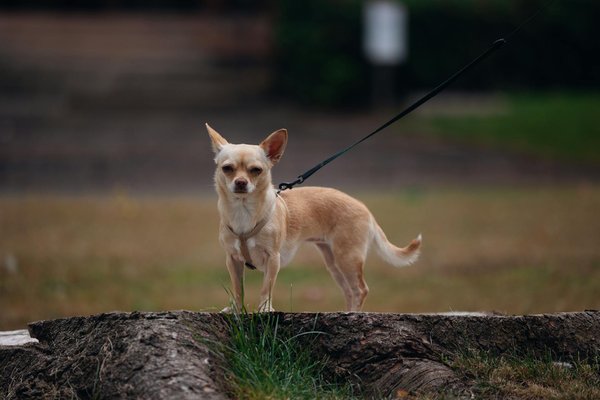 Pourquoi choisir le chanvre bio français certifié écologique ?